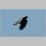 Corvus corone corone - Rabenkraehe 06.jpg